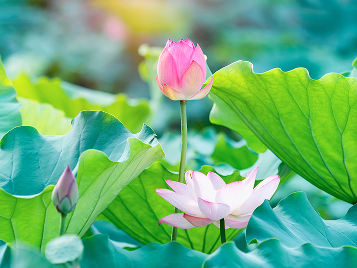 親族が少なくて供養を誰に頼めばいいか分からない